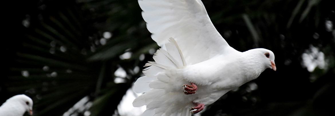 We Believe in the Holy Spirit