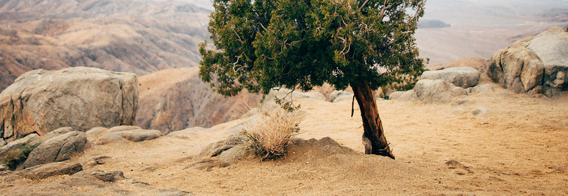 Lamentations-Job: God’s Path Through Pain